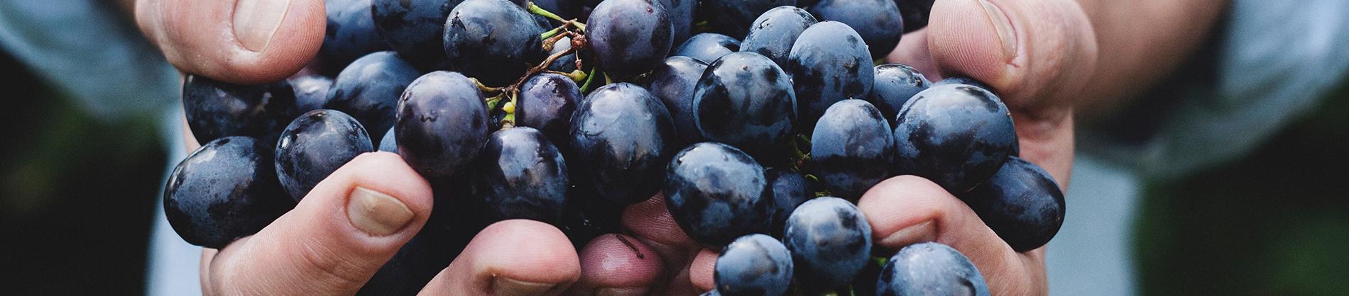 Man holding blackberries