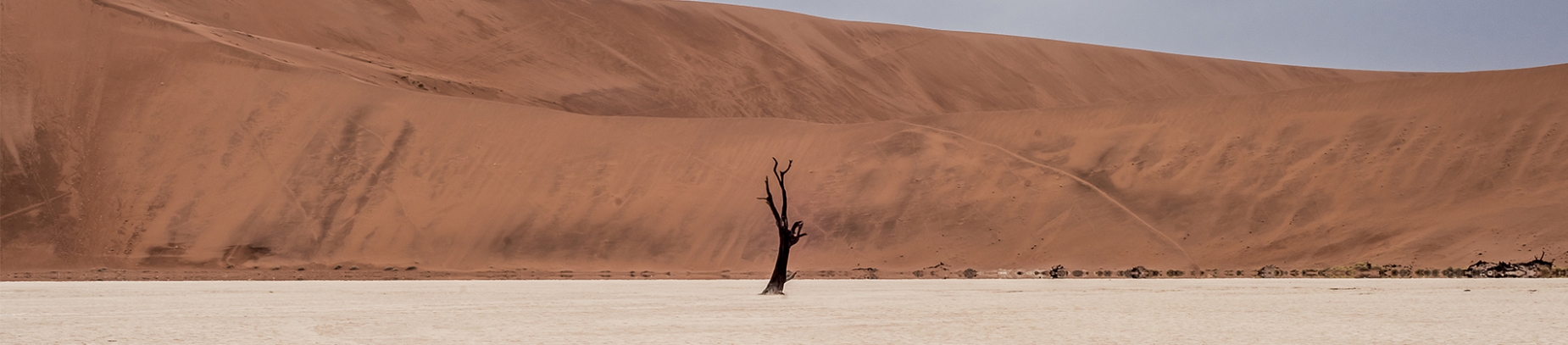 A baron tree in a desert A baron tree in a desert