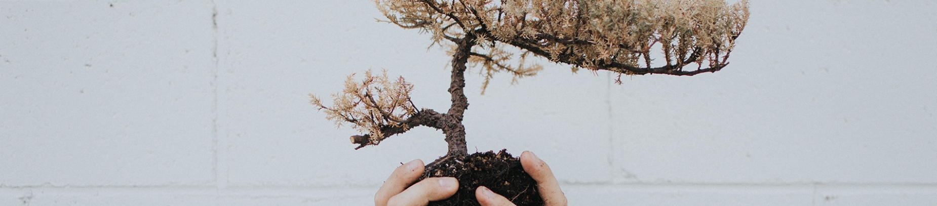 A person holding a small tree by its roots A person holding a small tree by its roots